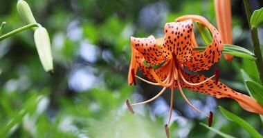 A tiger lily with spotted petals on green background at the forest sunny day close up video