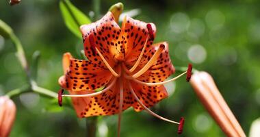 A tiger lily with spotted petals on green background at the forest sunny day close up handheld video