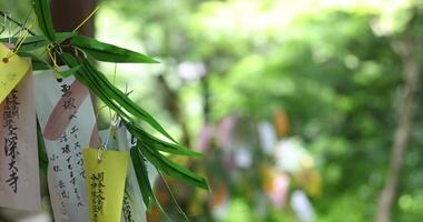 A paper fortune on the bamboo leaves in summer day time video