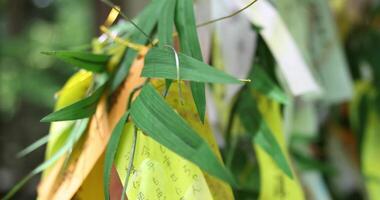 A paper fortune on the bamboo leaves in summer day time video