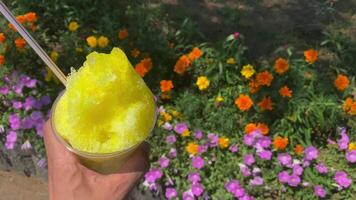 A shaved ice of lemon syrup with left hand behind the flower garden sunny day close up video