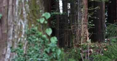 ein schön hoch Zeder Baum beim das Landschaft im Japan Tele Schuss video