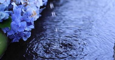 A water fall with hydrangea flowers at the purification trough in summer close up video