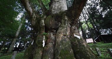 un japonés zelkova árbol en frente de el santuario a el campo inclinación arriba video