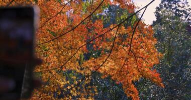 ein Vordergrund Smartphone Schießen rot Blätter beim das Wald Park im Kyoto video