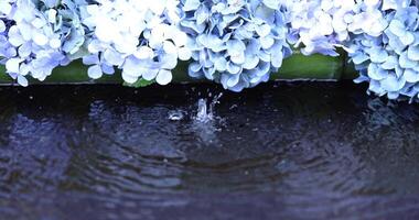 A slow motion of water fall with hydrangea flowers at the purification trough close up video