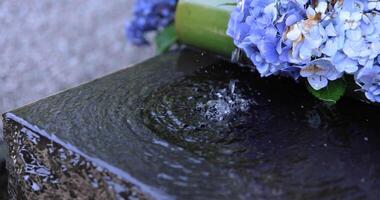 uma lento movimento do água outono com hortênsia flores às a purificação cocho fechar acima video