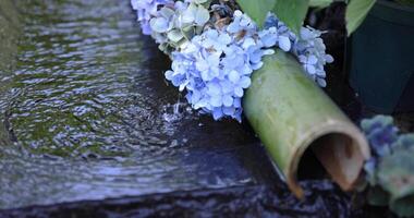 ein schleppend Bewegung von Wasser fallen mit Hortensie Blumen beim das Reinigung Trog schließen oben video