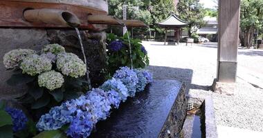 A slow motion of water fall with hydrangea flowers at the purification trough video