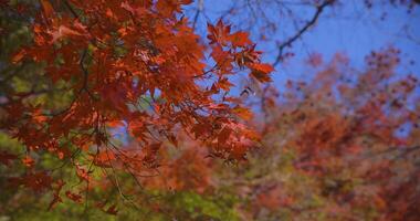 un' lento movimento di rosso le foglie oscillante di vento a il foresta nel autunno teleobiettivo tiro video