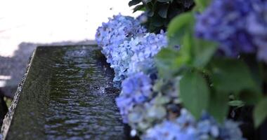 en långsam rörelse av vatten falla med hortensia blommor på de rening tråg video