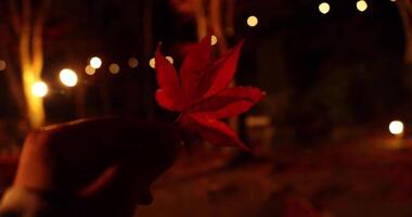 un iluminado rojo hojas con mano a el bosque en Kioto en otoño a noche video