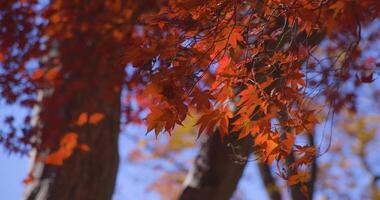 uma lento movimento do vermelho folhas oscilante de vento às a floresta dentro outono telefoto tiro video