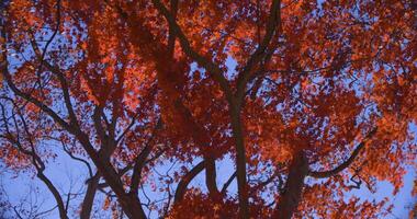 een langzaam beweging van rood bladeren swinging door wind Bij de Woud in herfst telefoto schot video