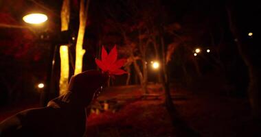 een verlichte rood bladeren met hand- Bij de Woud in Kyoto in herfst Bij nacht video