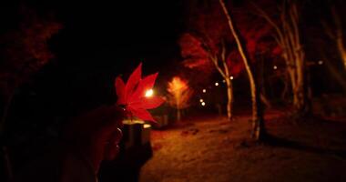 ett upplyst röd löv med hand på de skog i kyoto i höst på natt video