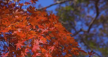 un' lento movimento di rosso le foglie oscillante di vento a il foresta nel autunno teleobiettivo tiro video