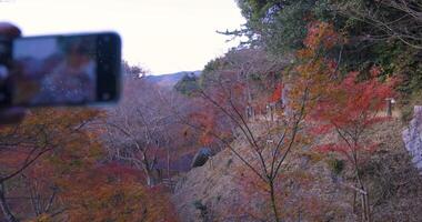 ein Vordergrund Smartphone Schießen rot Blätter beim das Wald Park im Kyoto video