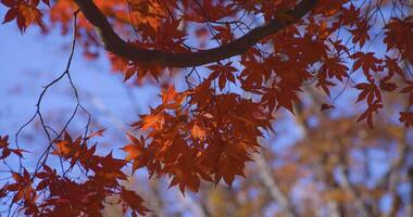 A slow motion of red leaves swinging by wind at the forest in autumn telephoto shot video