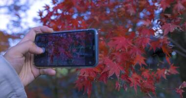 uma Smartphone tiroteio vermelho folhas às a floresta parque dentro Quioto video