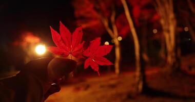 An illuminated red leaves with hand at the forest in Kyoto in autumn at night video