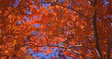 un' lento movimento di rosso le foglie oscillante di vento a il foresta nel autunno teleobiettivo tiro video