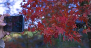 uma Smartphone tiroteio vermelho folhas às a floresta parque dentro Quioto video