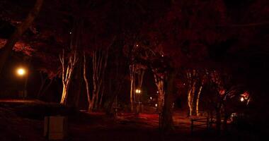 un illuminato rosso le foglie a il parco nel kyoto nel autunno a notte video