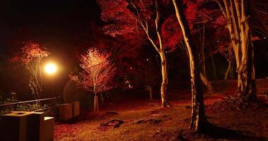 un illuminato rosso le foglie con mano a il foresta nel kyoto nel autunno a notte video