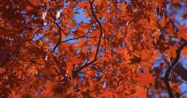 un lento movimiento de rojo hojas balanceo por viento a el bosque en otoño telefotográfico Disparo video