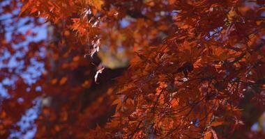 un lento movimiento de rojo hojas balanceo por viento a el bosque en otoño telefotográfico Disparo video