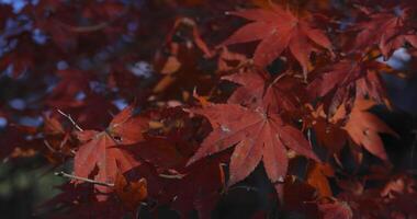 een langzaam beweging van rood bladeren swinging door wind Bij de Woud in herfst telefoto schot video