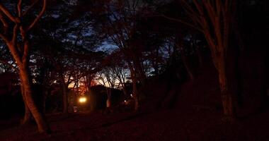 un illuminato rosso le foglie a il parco nel kyoto nel autunno a notte video