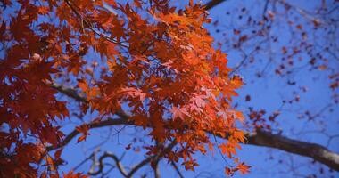 A slow motion of red leaves swinging by wind at the forest in autumn telephoto shot video