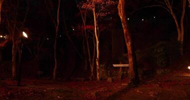 un iluminado rojo hojas a el parque en Kioto en otoño a noche video