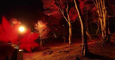 un iluminado rojo hojas con mano a el bosque en Kioto en otoño a noche video