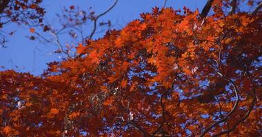 un' lento movimento di rosso le foglie oscillante di vento a il foresta nel autunno teleobiettivo tiro video