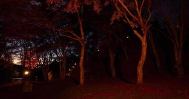 un illuminato rosso le foglie a il parco nel kyoto nel autunno a notte video