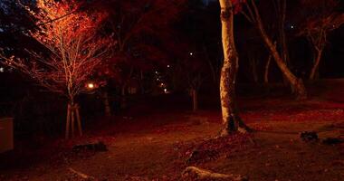 An illuminated red leaves at the park in Kyoto in autumn at night video