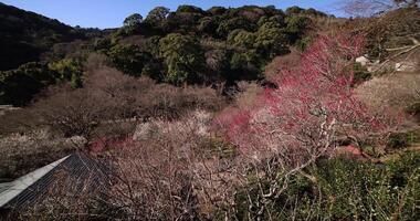 Red plum flowers at Atami plum park in Shizuoka daytime wide shot panning video