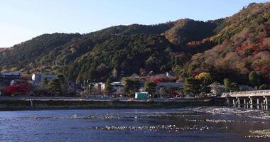 Togetsukyo bridge near Katsuragawa river in Kyoto in autumn panning video