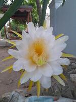 The dragon fruit blooming flower is taken during the day. This photo is perfect for calendars, magazines, posters, banners.