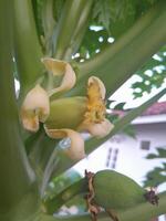 Young papaya photo. This photo is suitable for plant magazines, agricultural books, advertisements, posters, banners.