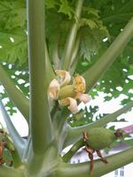 Young papaya photo. This photo is suitable for plant magazines, agricultural books, advertisements, posters, banners.