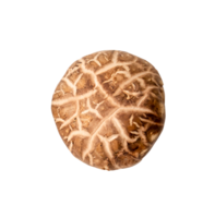 Top view of fresh or dry shiitake mushroom isolated with clipping path in png file format