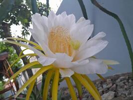 The dragon fruit blooming flower is taken during the day. This photo is perfect for calendars, magazines, posters, banners.