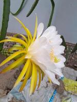 The dragon fruit blooming flower is taken during the day. This photo is perfect for calendars, magazines, posters, banners.