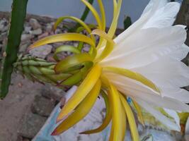 The dragon fruit blooming flower is taken during the day. This photo is perfect for calendars, magazines, posters, banners.