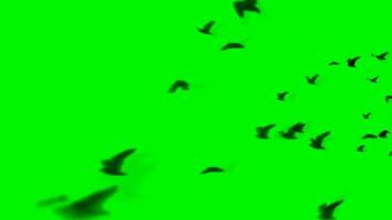 Flying beautiful black birds in the form of a flock in the green screen sky video