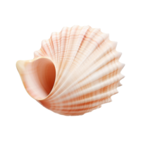 AI generated Seashell on transparent background png
